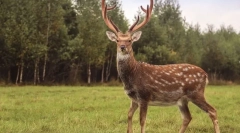 Dappled deer